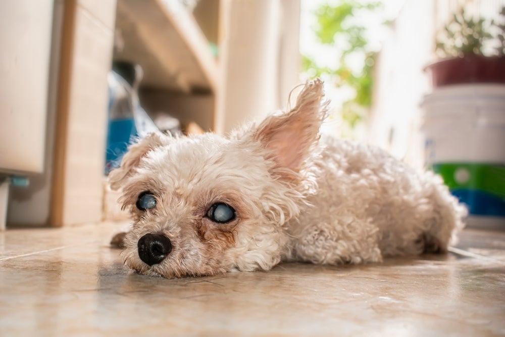 O Poodle pode desenvolver catarata na velhice