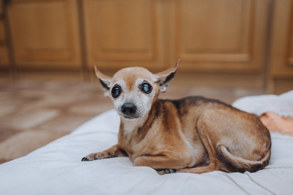 O Chihuahua pode viver 20 anos ao lado dos tutores