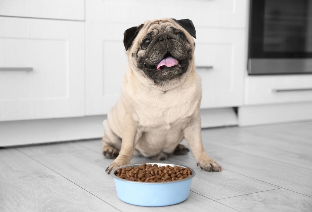 A ração para cachorro com diabetes ajuda a controlar a doença