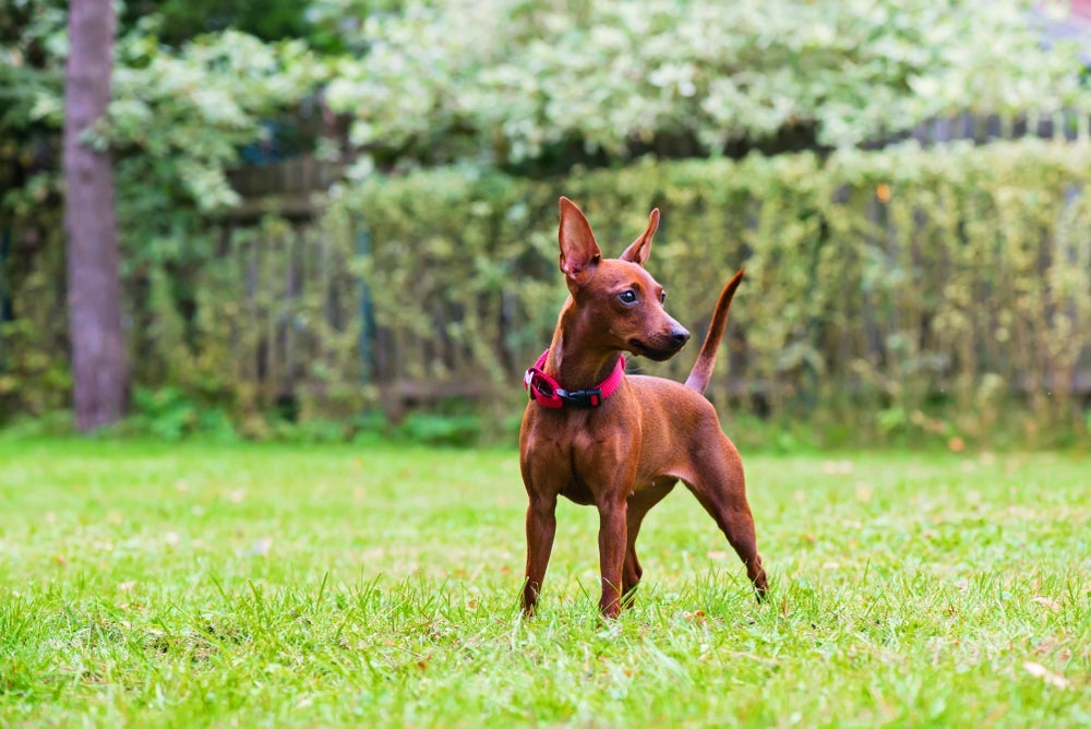 A média de quanto tempo vive um Pinscher costuma ser maior do que de outras raças