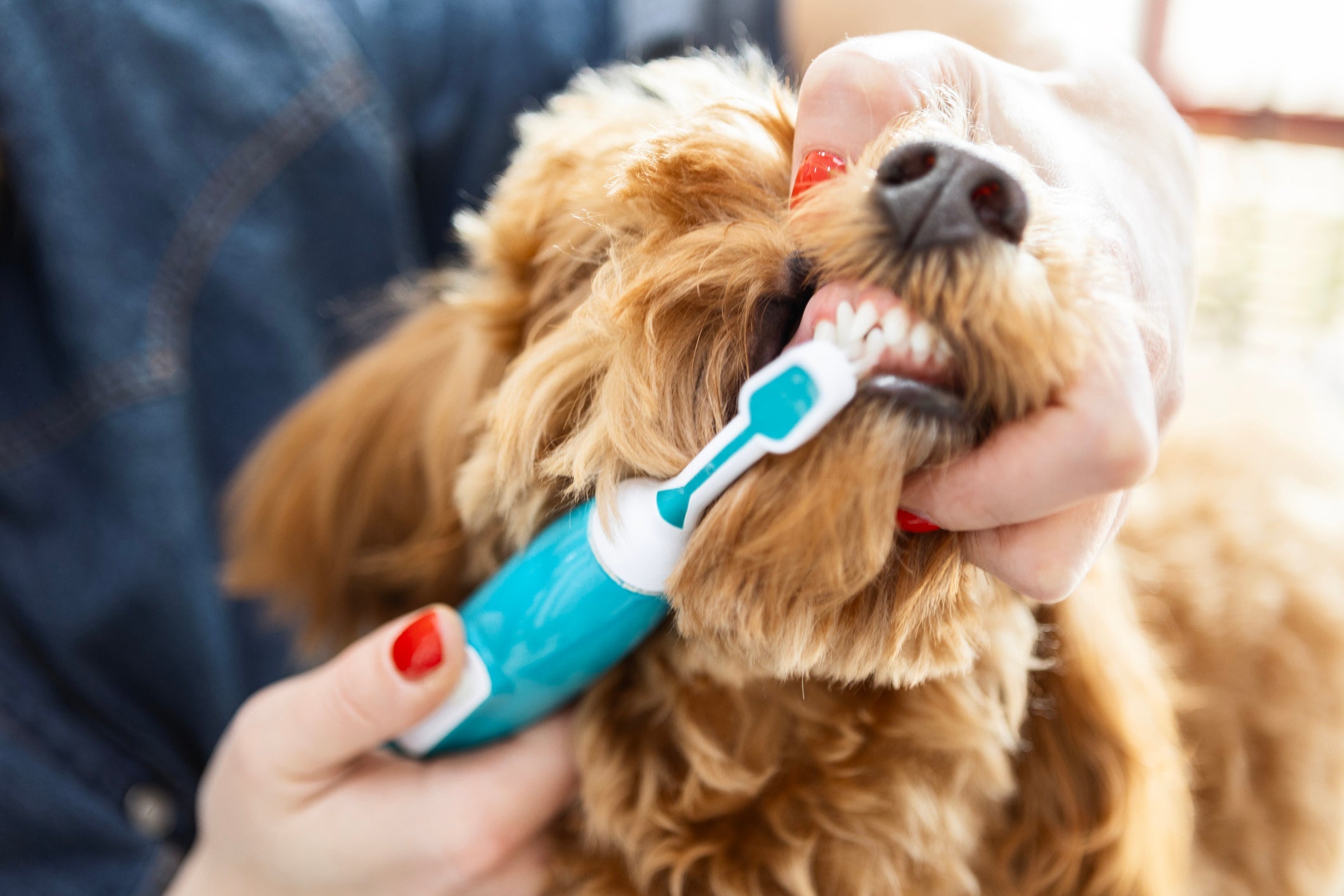 Escovar os dentes de cachorro é um cuidado indispensável