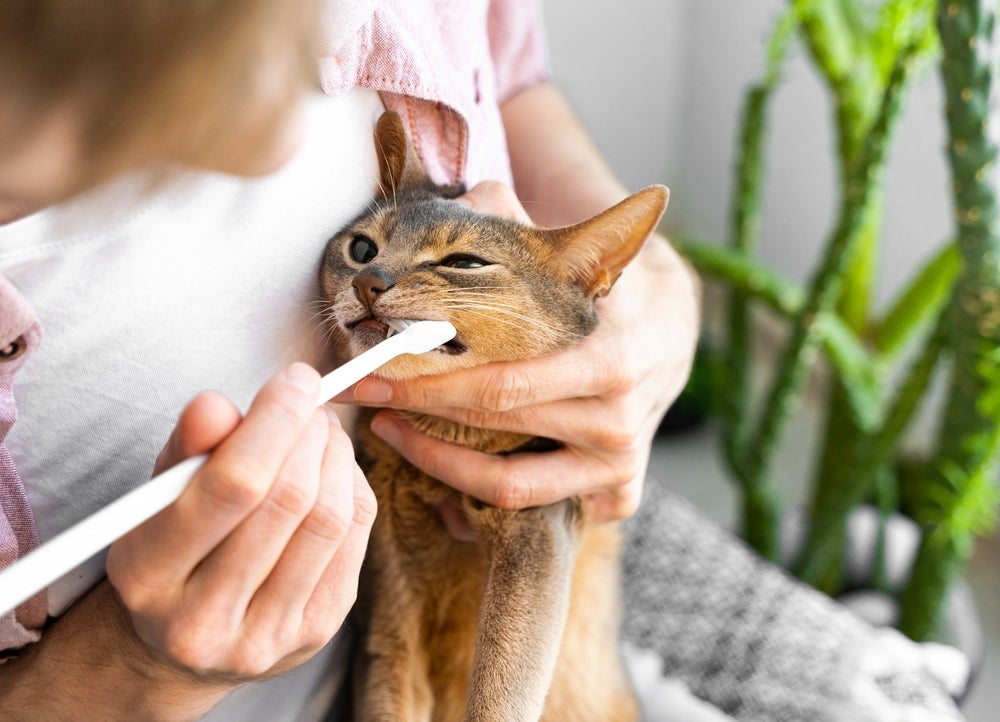 O dente de gato precisa ser escovado regularmente