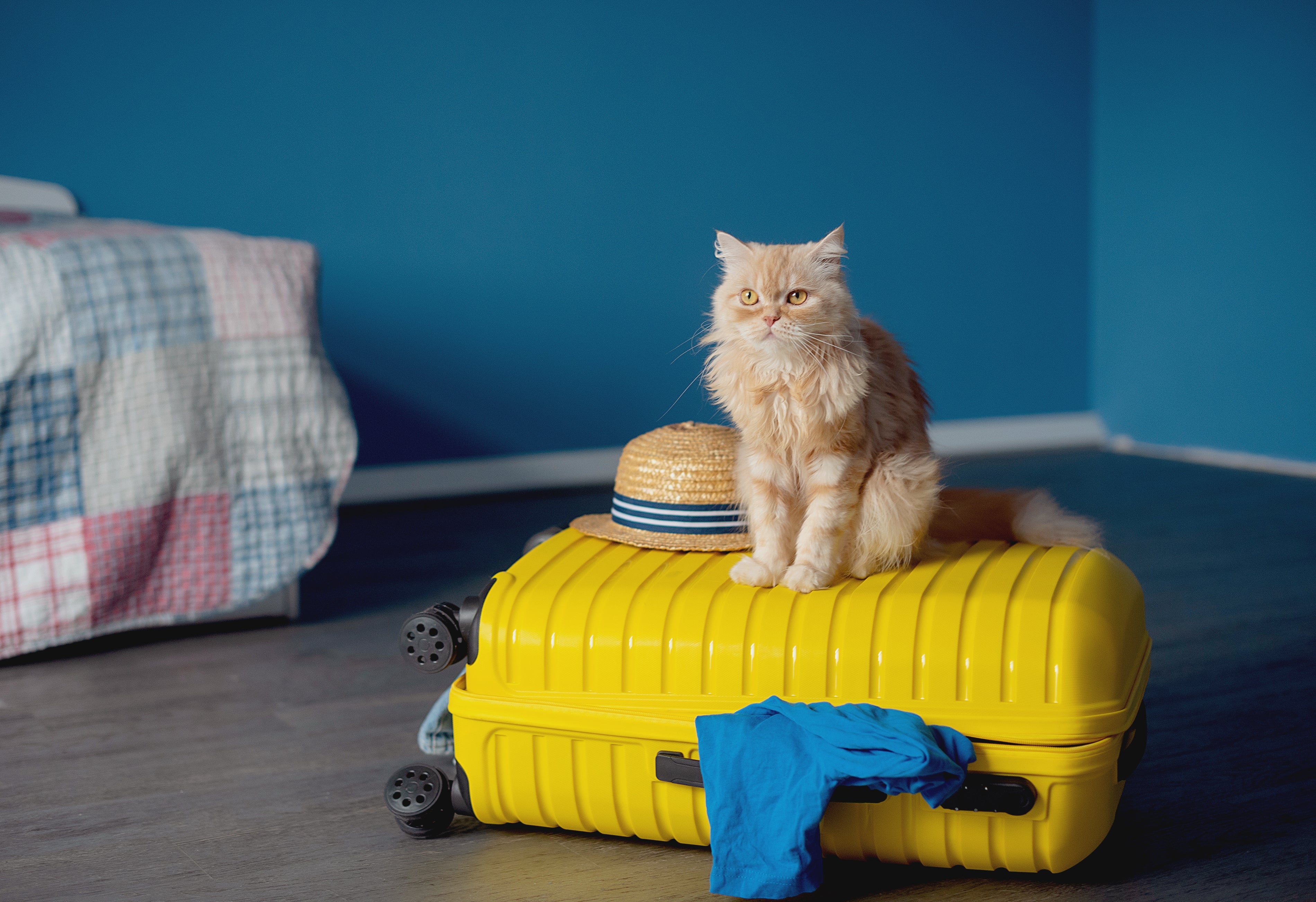 Hotel para gatos é uma opção em caso de viagens mais longas