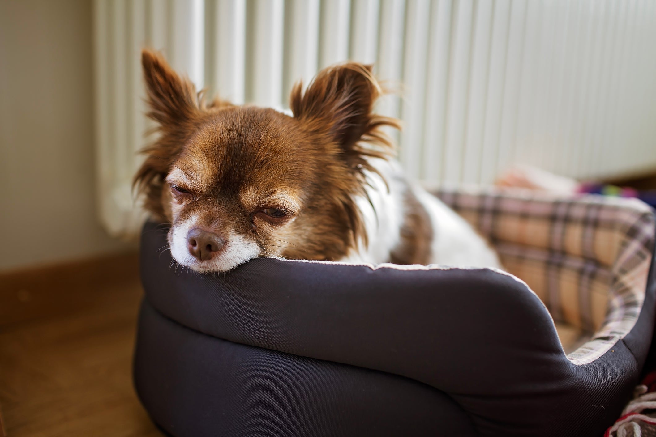O Chihuahua é um bom cachorro para apartamento, mas precisa ser educado e socializado
