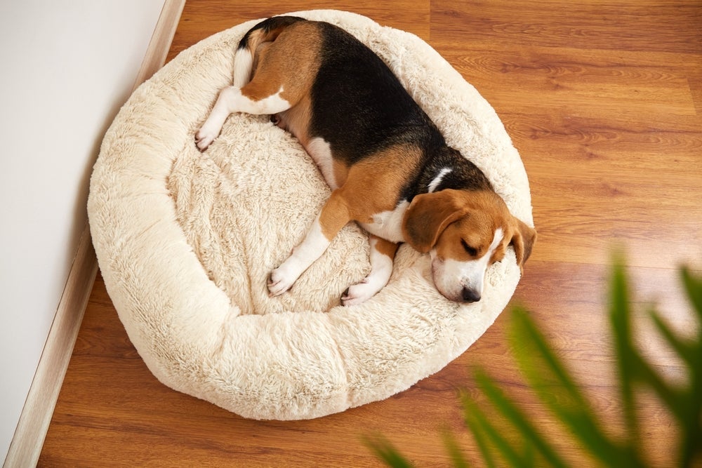 O quarto de cachorro deve ser feito em um lugar confortável, com todos os itens essenciais e uma decoração especial