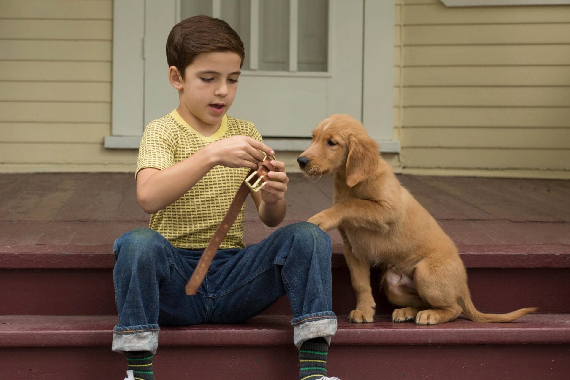 “Quatro Vidas de Um Cachorro” é um dos filmes com cachorro mais diferentes