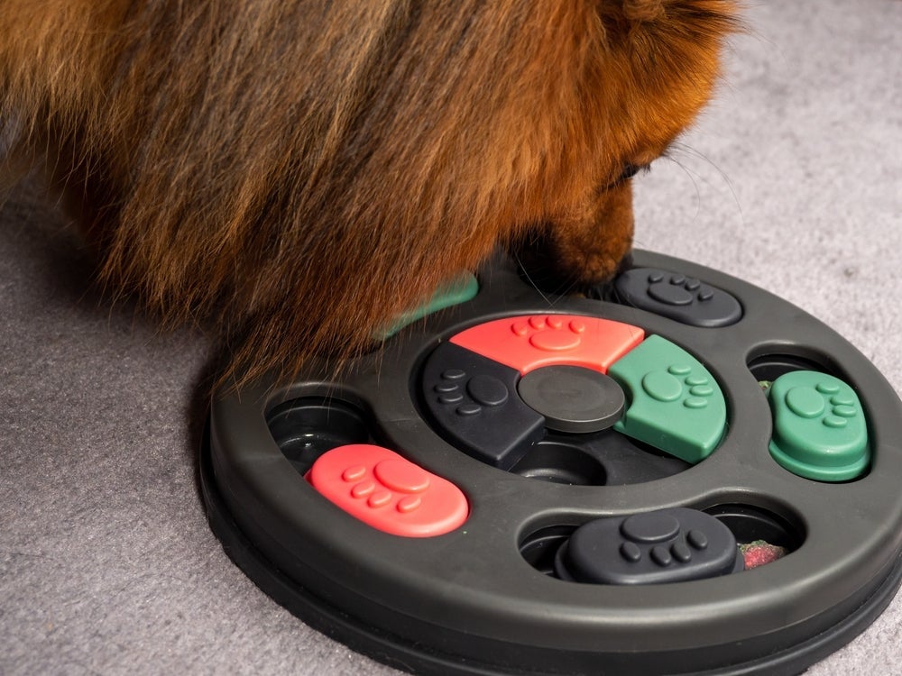 Quebra-cabeça para cachorro é um brinquedo que diverte ao mesmo tempo que estimula o lado cognitivo do cão 