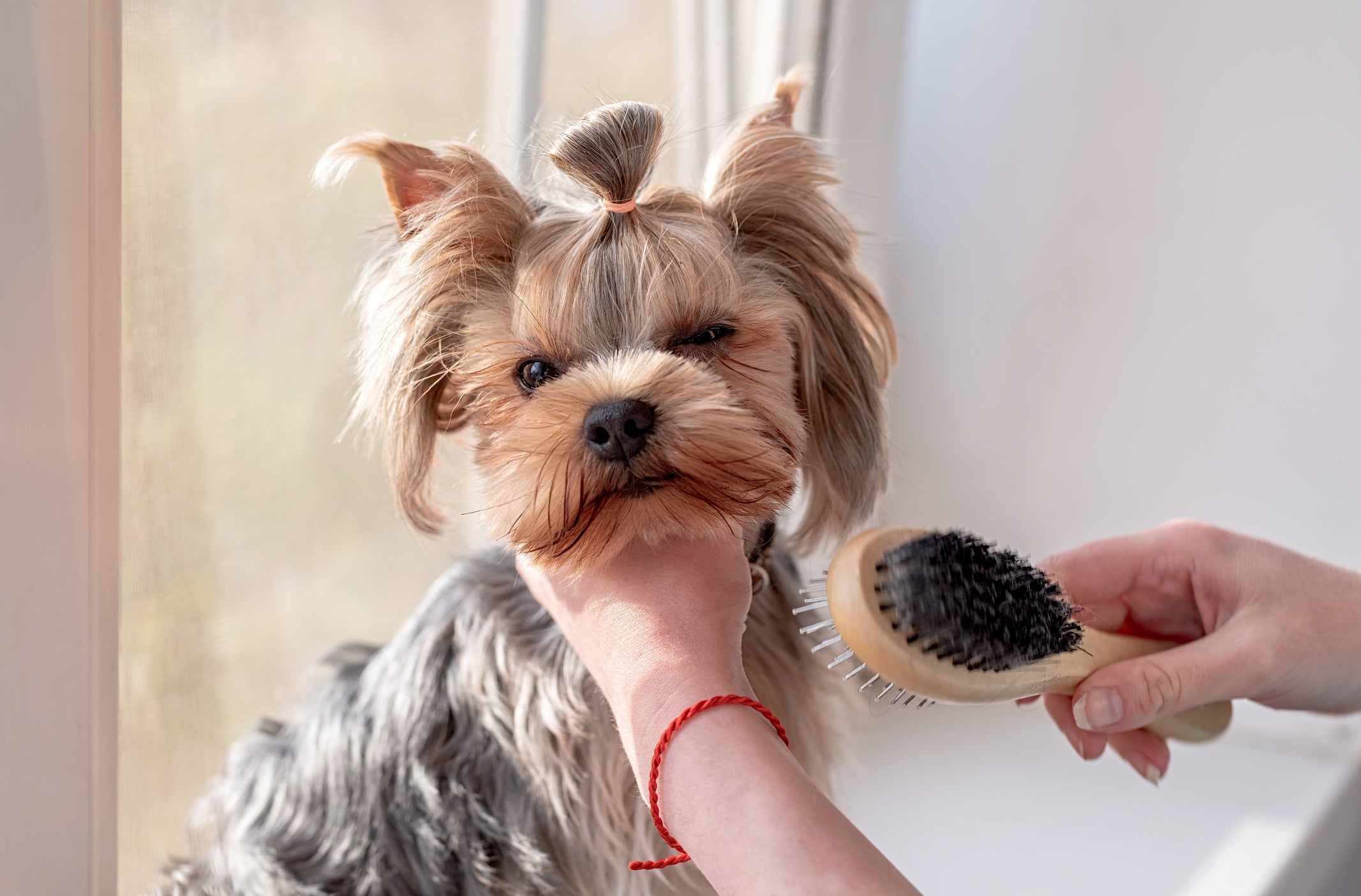 A escovação regular ajuda a evitar a queda de pelo em cachorro