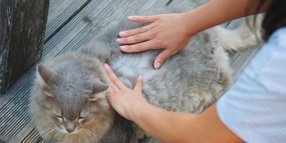 A queda de pelo em gatos localizada pode ser causada por doenças