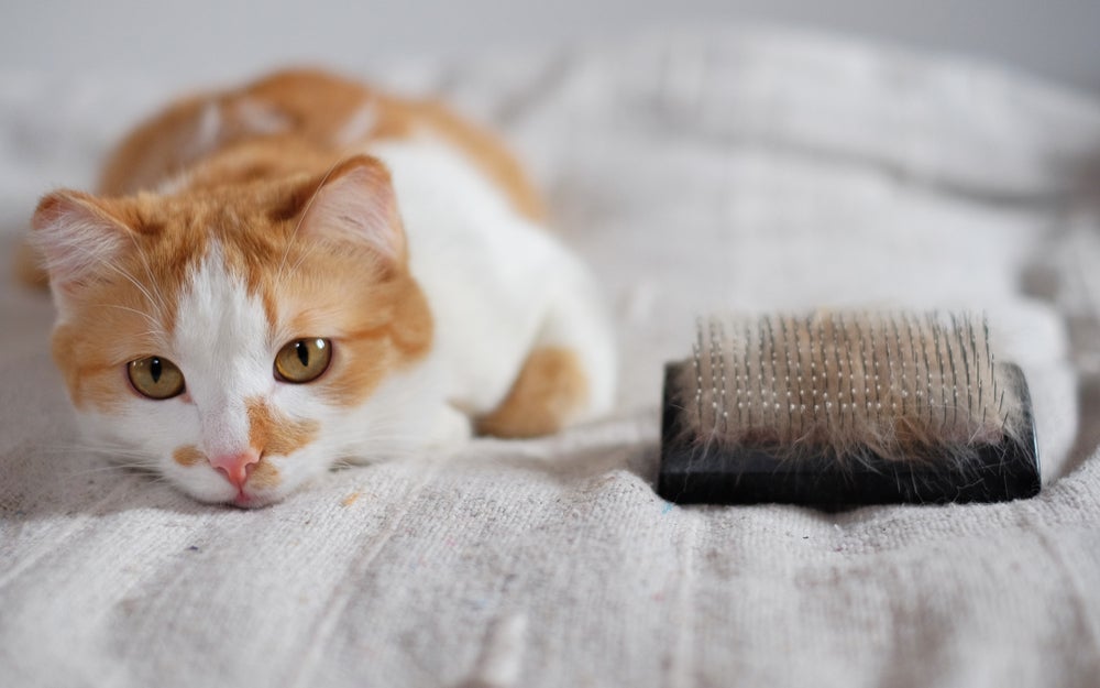 A ração para queda de pelos em gatos é uma opção que deve ser conversada com o veterinário