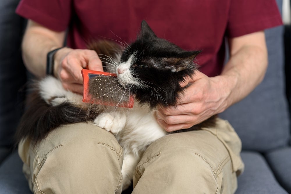 Pelo de gato caindo precisa de atenção