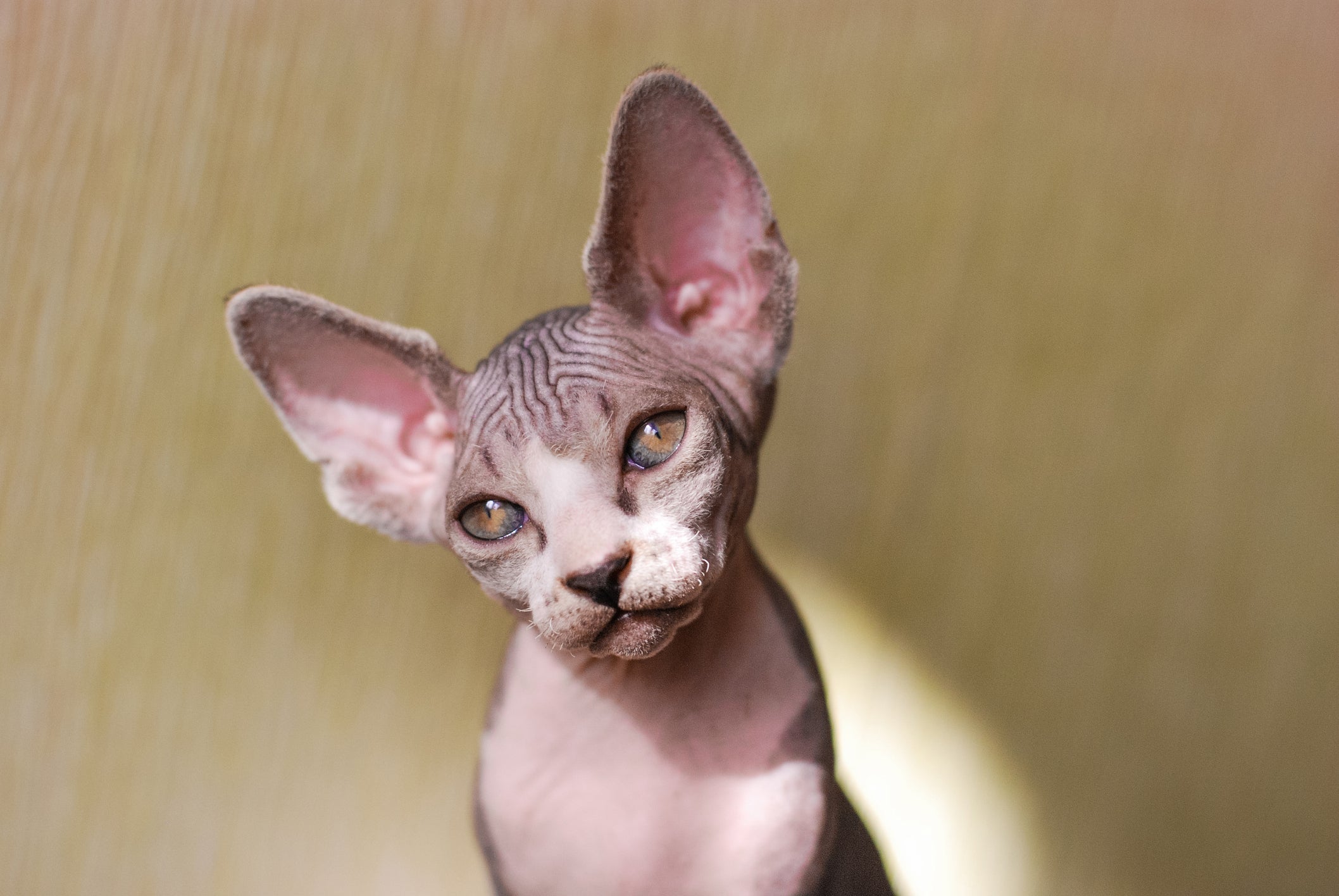 A queda de pelos em gatos pode ser um caso de alopecia felina