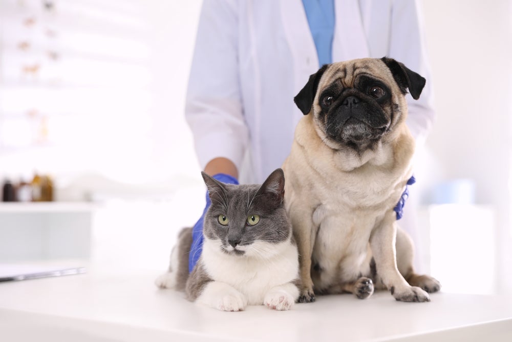 Dependendo do quadro, o cachorro e gato devem ser avaliados por um veterinário