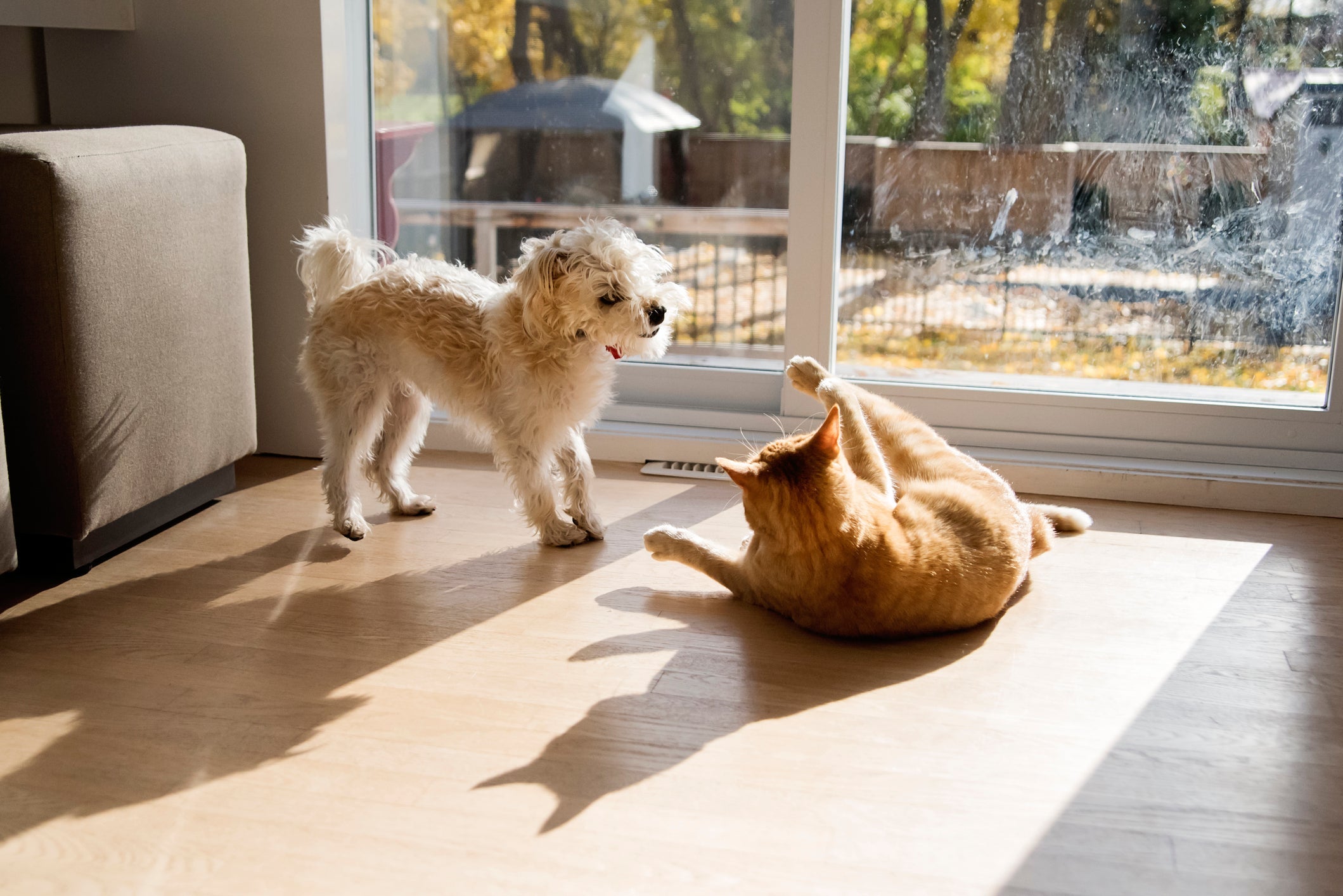 Quem é mais inteligente: gato e cachorro? Pesquisadores foram atrás de respostas
