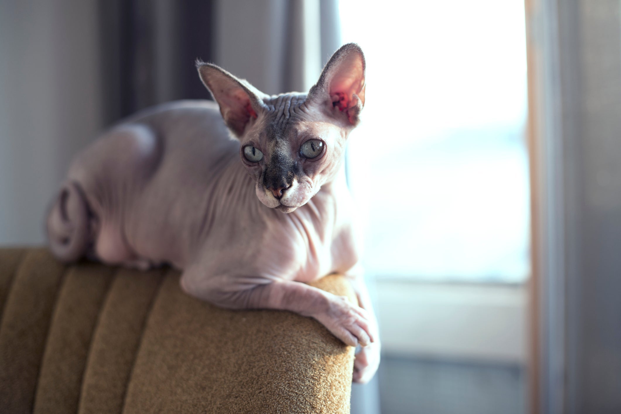 Para quem tem alergia a gato, é recomendado considerar raças hipoalergênicas