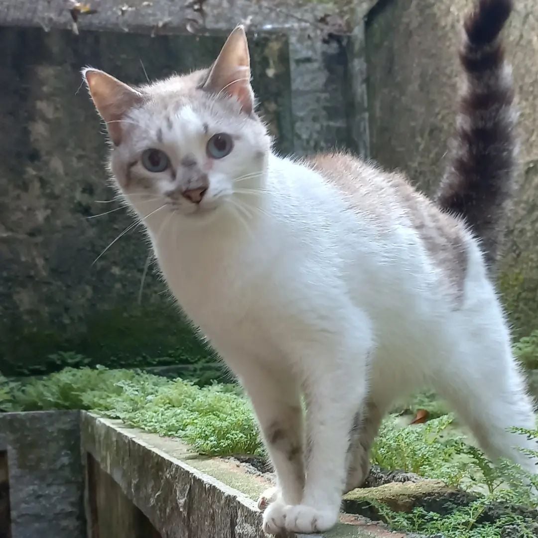 Quer adotar um gato? Esses bichanos estão esperando por uma nova famí­lia na @cabanadopicapau! Adote!
