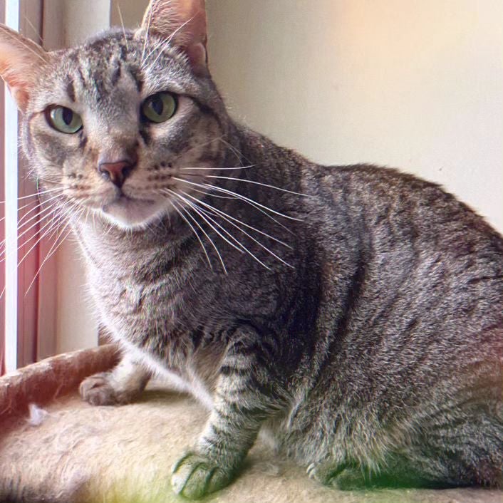 Que tal ter um gato para chamar de seu? A ong @DespertarpetBrasil tem vários bichanos a espera de um lar cheio de amor!