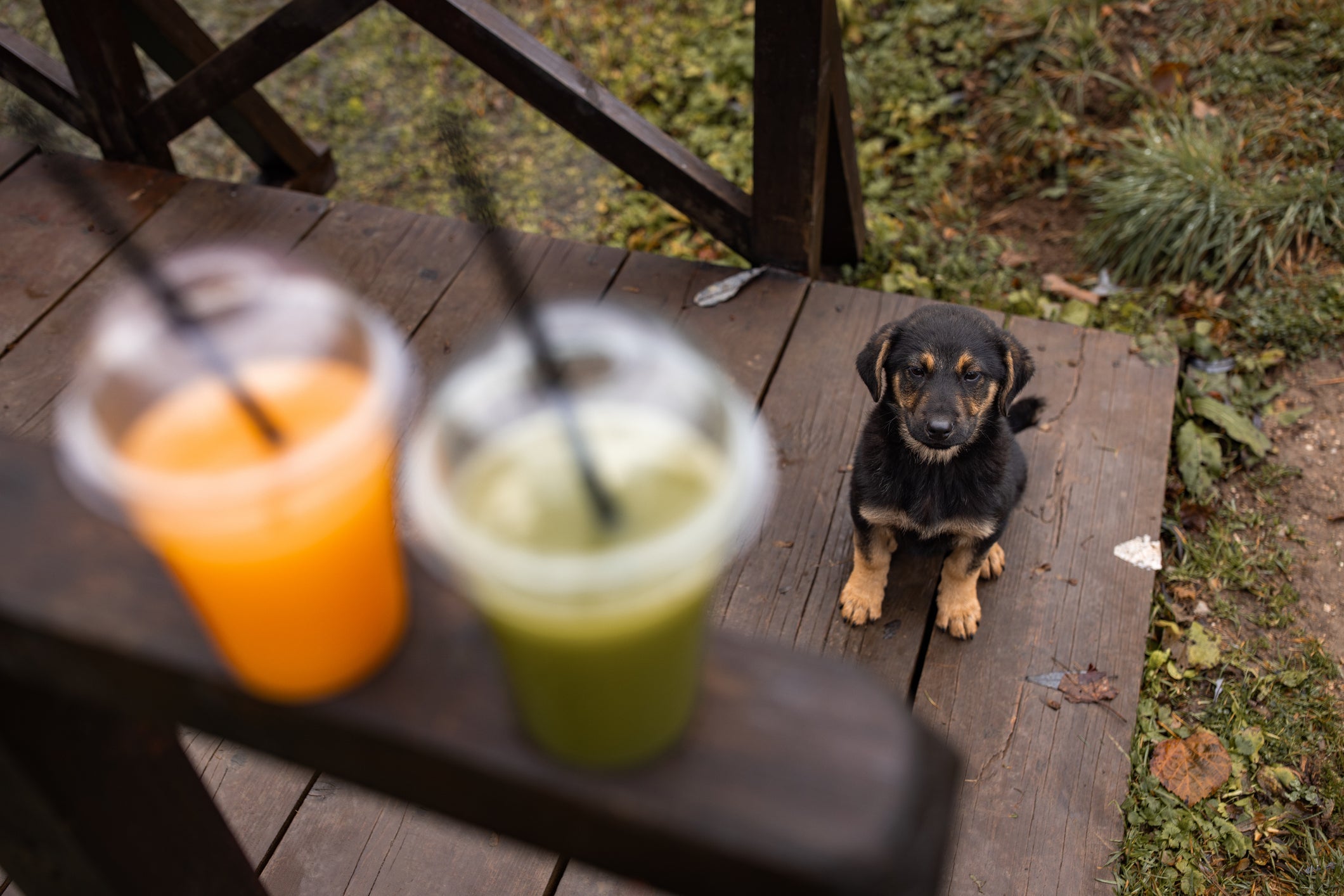 O suco de quiabo para cachorro não faz mal, mas também não deve ser usado para tratar enfermidades