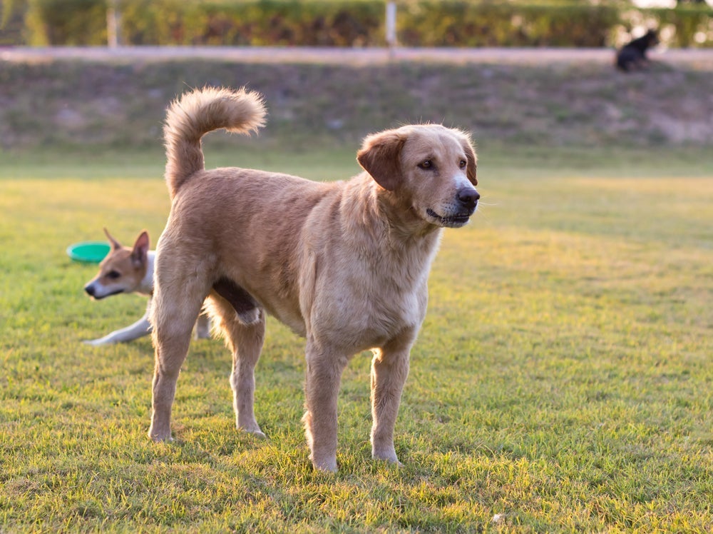 O abanar do rabo deve ser sempre observado com outros sinais corporais do cachorro