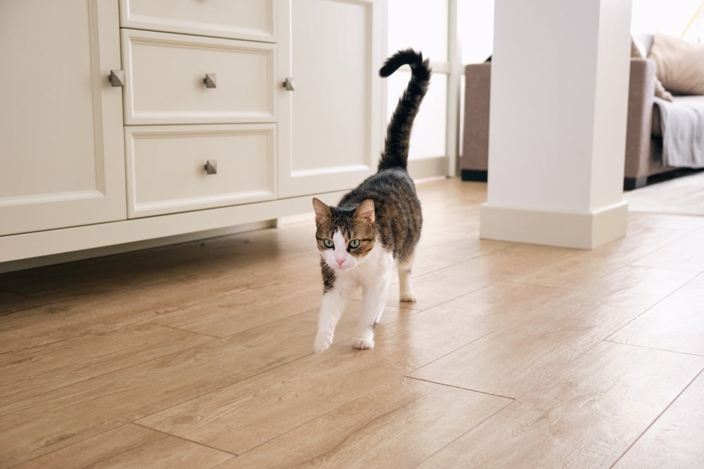 A "tremedeira" no rabo de gato é um sinal positivo, normalmente associado a entusiasmo