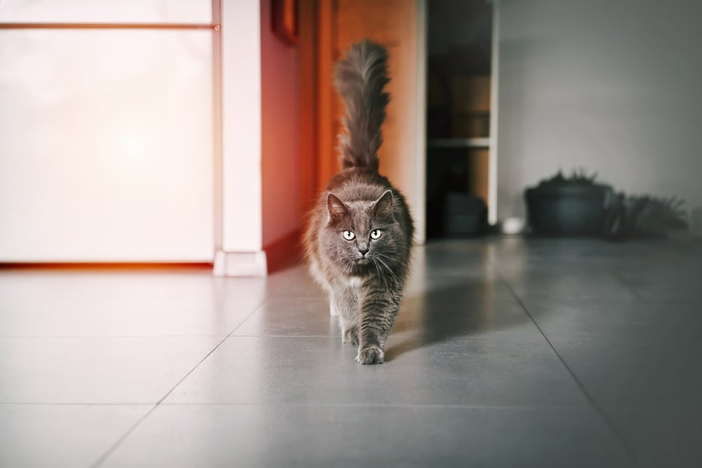 Um gato com o rabo ereto e relaxado demonstra conforto e tranquilidade