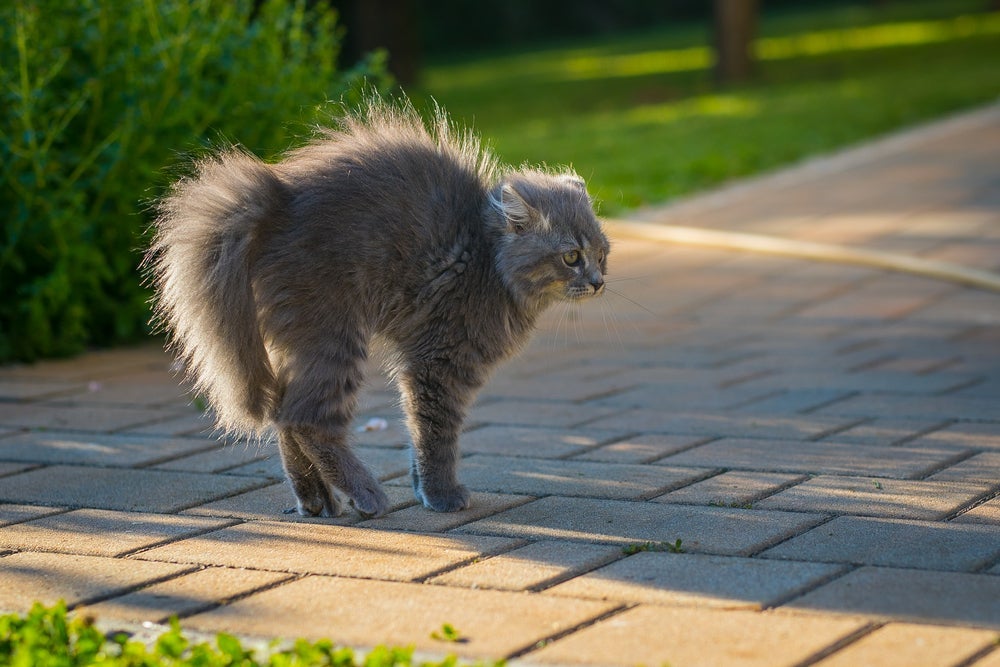 Rabo de gato eriçado significa que ele está assustado ou se sentindo ameaçado