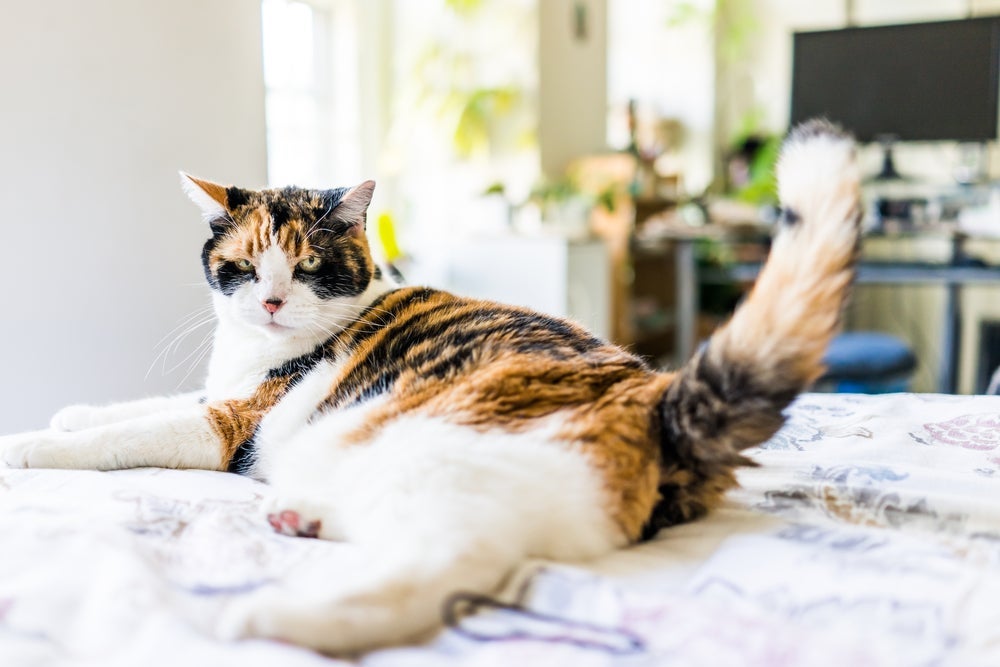 Se o gato está balançando o rabo rapidamente, ele pode estar irritado ou impaciente