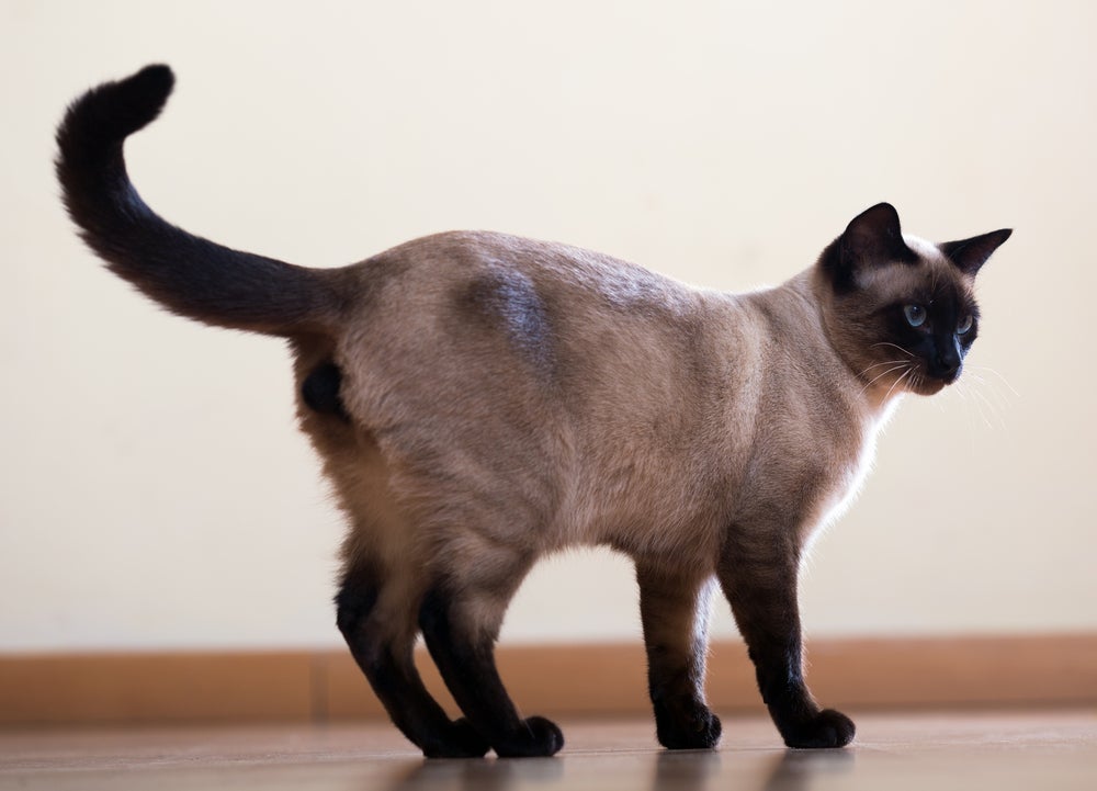 Se o gato está balançando o rabo lentamente, ele pode estar curioso ou atento a alguma coisa