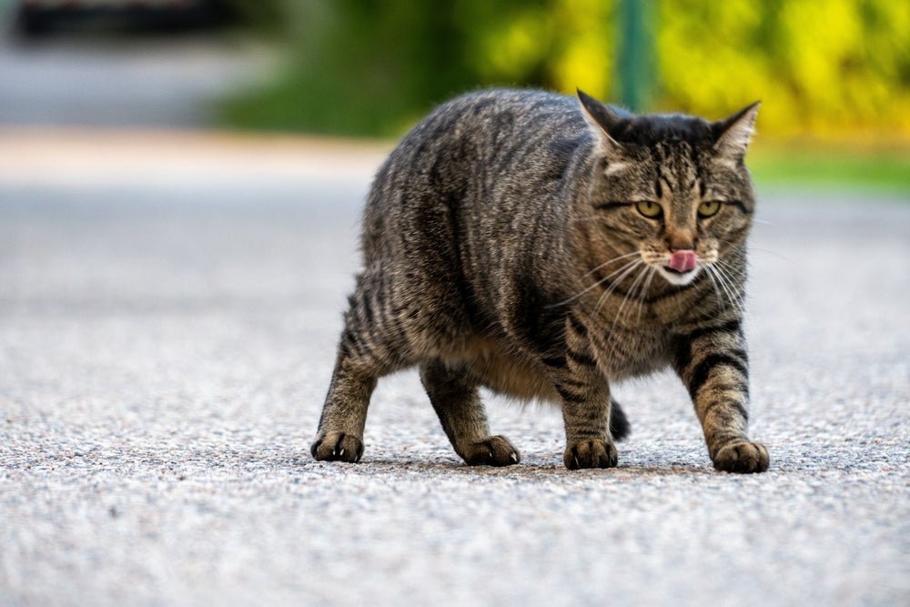 Rabo de gato todo abaixado ou entre as pernas significa medo ou estresse