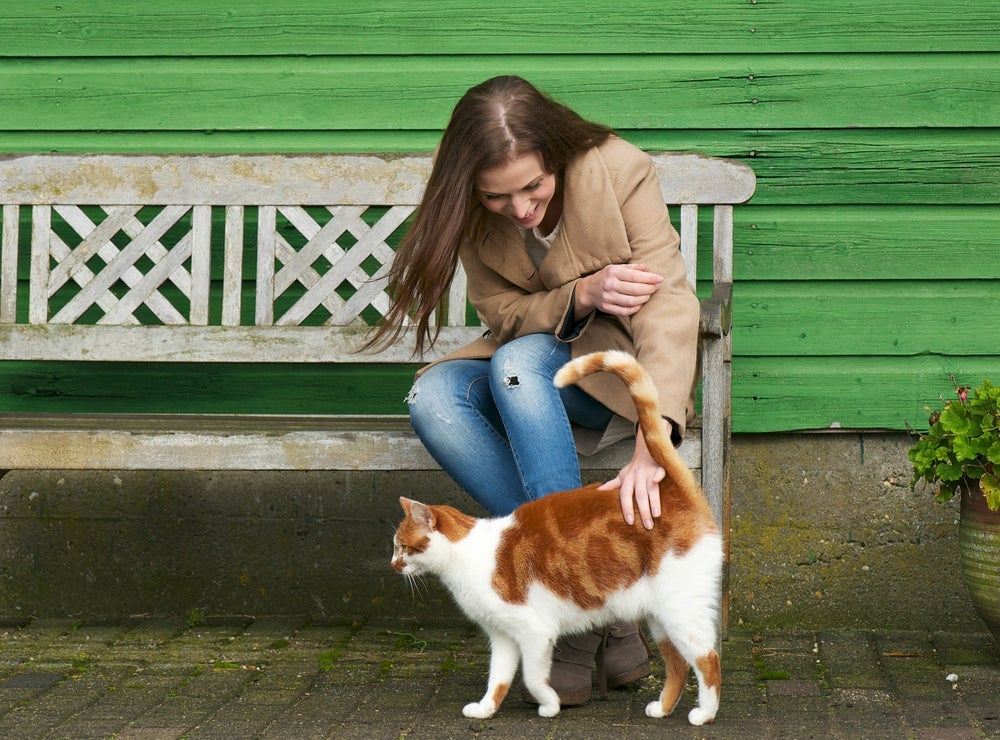 Cauda de gato curvada demonstra que o animal está disposto a interagir com humanos