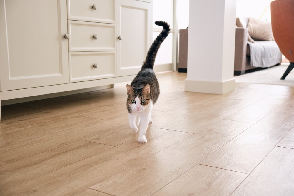 O rabo de gato ajuda no equilíbrio do animal e ainda é uma forma de comunicação felina
