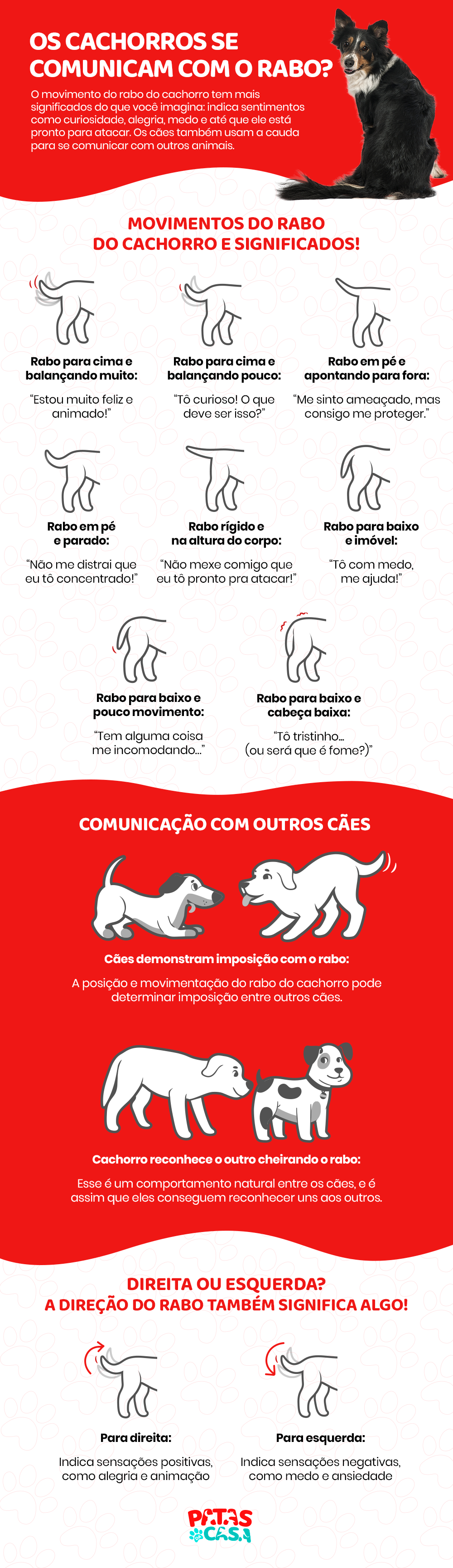 O rabo de cachorro é uma ótima ferramenta na linguagem canina. Saiba mais!