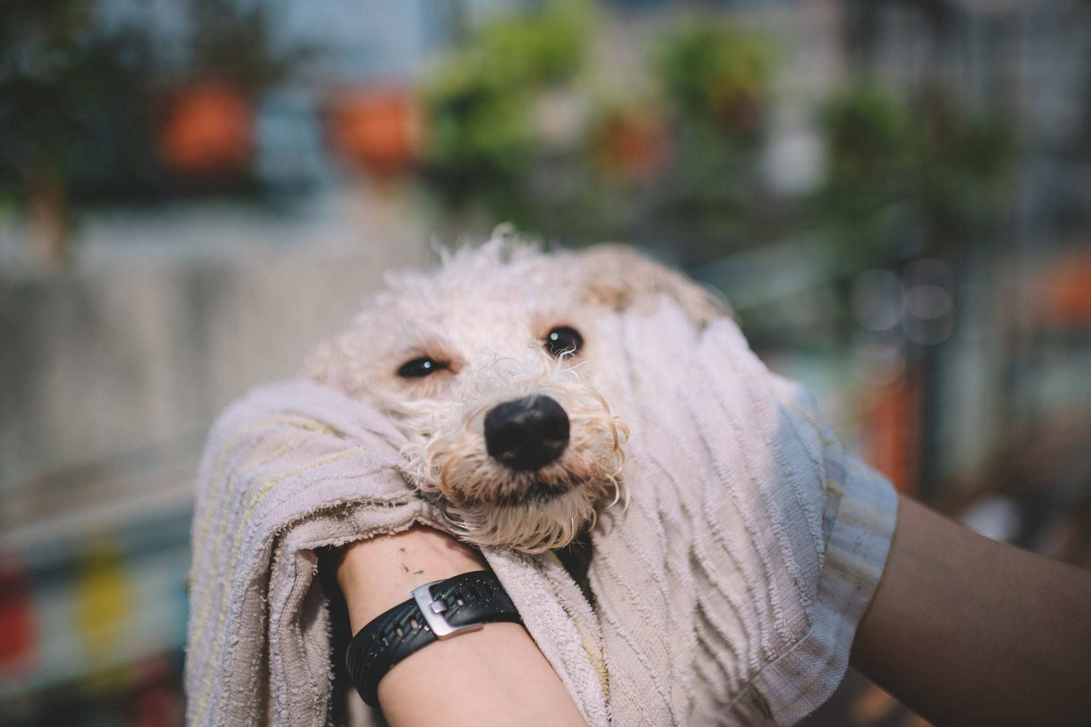 Secar os pelosdo cachorro cacheado é fundamental para evitar mau cheiro e alergias