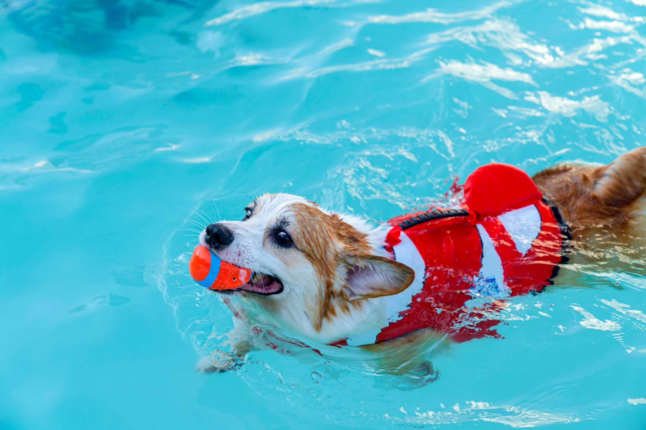  O Corgi é pequeno, mas possui os ossos pesados