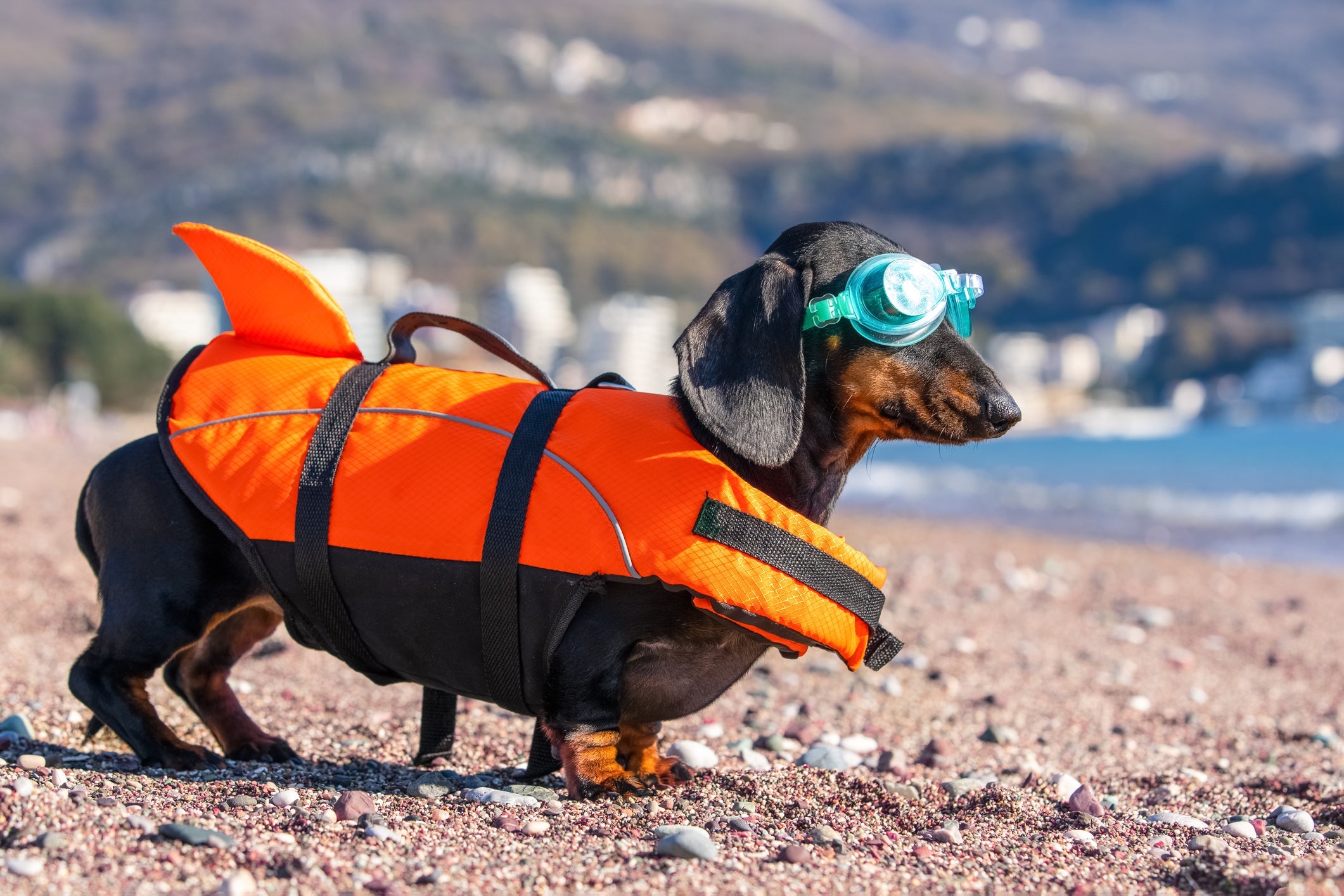 Devido a estrutura corporal, o Dachshund precisa usar boias para nadar