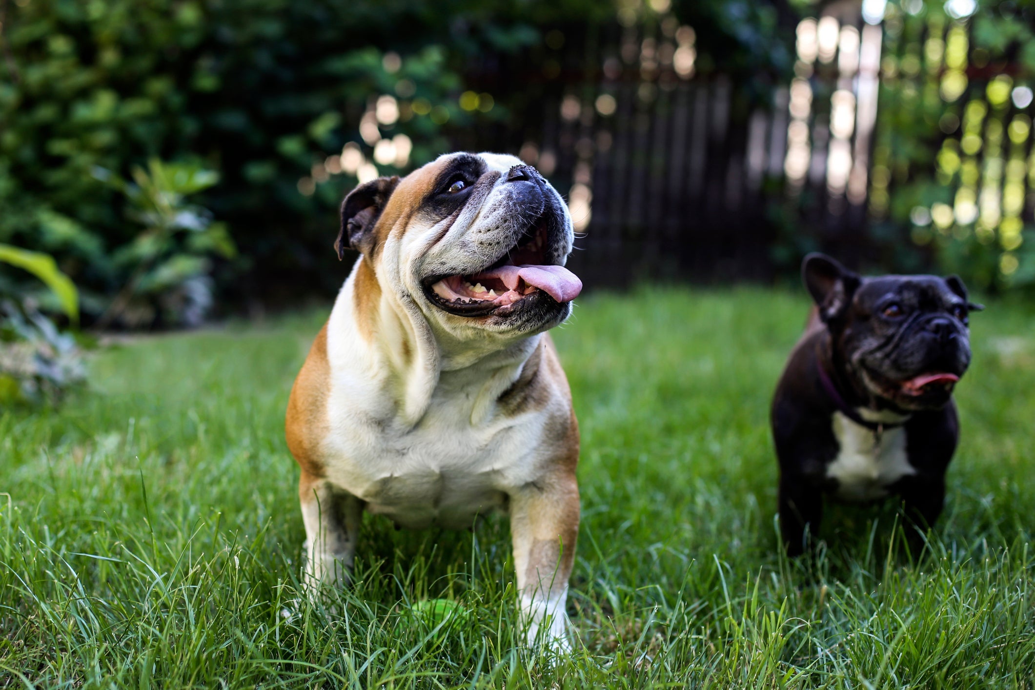 O Bulldog Inglês e o Bulldog Francês não conseguem respirar direito na água 