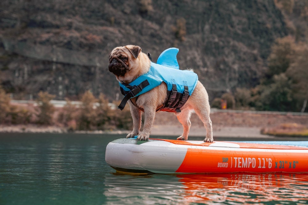 O Pug é um cachorro braquicefálico que precisa usar coletes para nadar