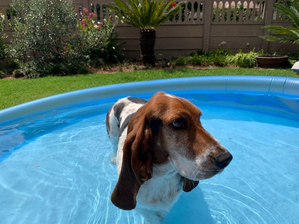 Em piscinas fundas, o Basset Hound precisa de boia para não se afogar