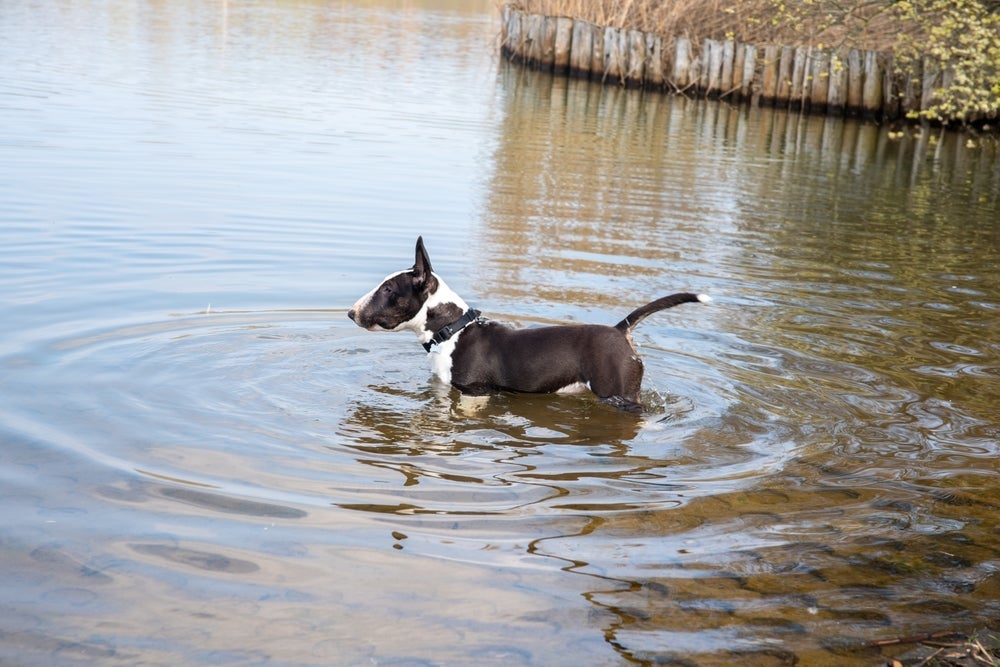 O Bull Terrier tem a cabeça pesada e não consegue mantê-la fora d’água