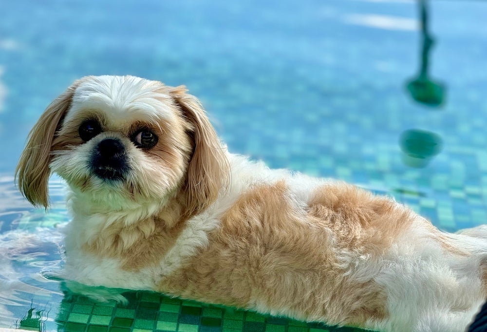 O Shih Tzu tem o focinho achatado e não consegue respirar direito nadando 