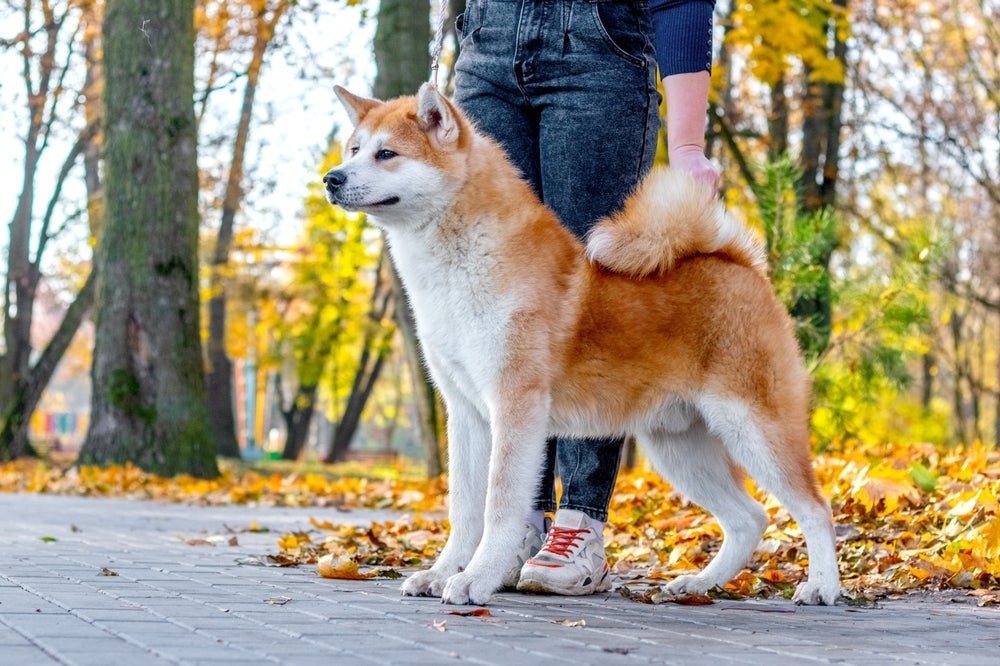Um cachorro grande como o Akita chama sempre a atenção