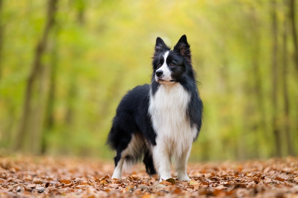 O Border Collie é um cachorro peludo grande