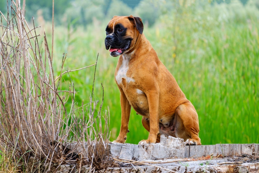 Raça de cachorro grande: o Boxer é uma grata surpresa