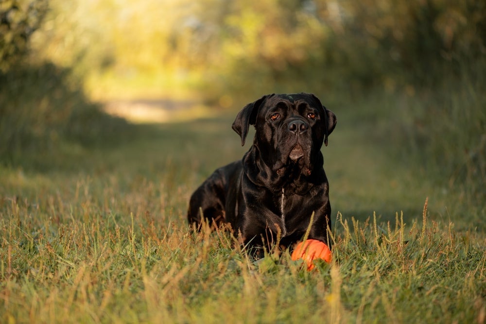 O Cane Corso é um cachorro grande e imponente