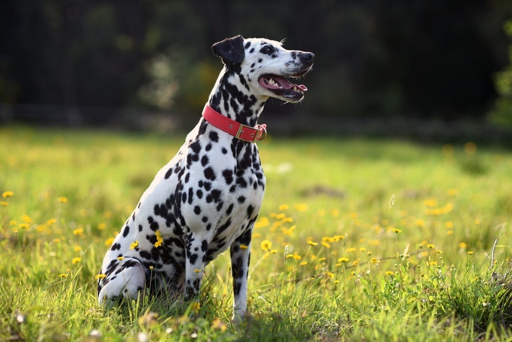 O Dálmata é uma raça de cachorro grande bem enérgica