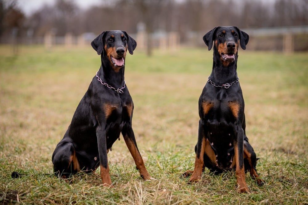 Das raças de cachorro grande, o Doberman é uma das mais intimidantes