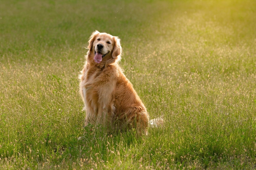Cachorro grande e companheiro: esse é o Golden Retriever