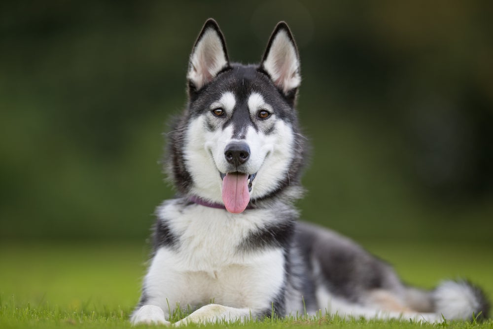 Cachorro peludo grande: é difícil resistir ao charme do Husky