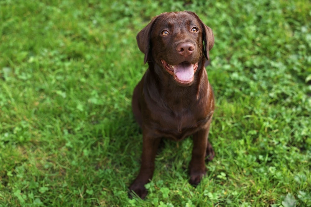 O Labrador é um cachorro grande que é muito querido