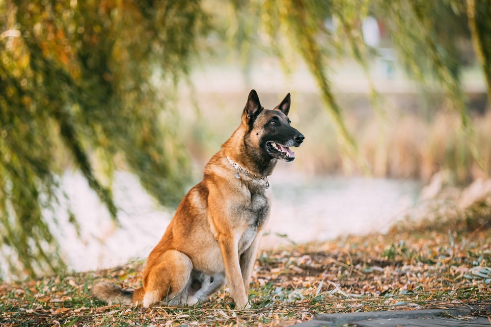 Cachorro grande: o Pastor Belga tem quatro variações